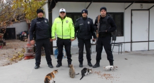 Amasya Polisi kedilerle mesai arkadaşı oldu