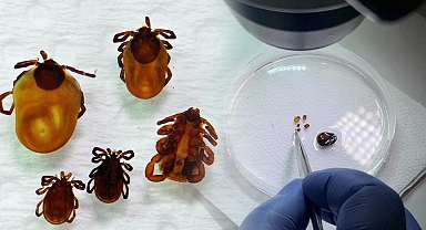 İklim değişti, tehlike büyüdü: Keneler neden artıyor?