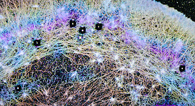 İnsan vücudunda şaşırtan keşif: Hücre içi rüzgar sistemi ortaya çıktı