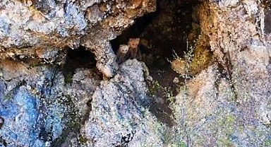 Anne ayı ve yavruları inlerinde dron kamerasıyla görüntülendi