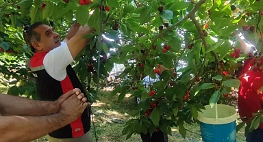 Aydın’da kiraz hasadı sürüyor