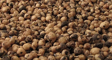 Kilosu 10 bin lira ama... 'Uyanıklar' bunu hesap etmemişti! Dudak uçuklatan ceza