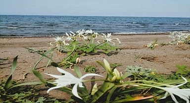 Çevre Kanunu’nu ihlal eden kişiye 699 bin TL idari para cezası