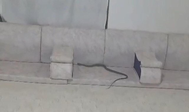 Derecik’te misafir bekleyen ailenin evine yılan girdi