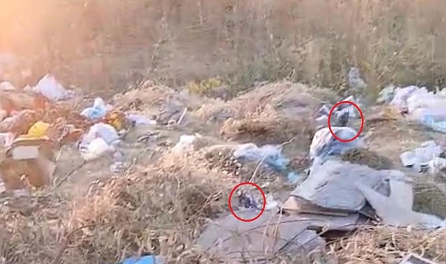 Diyarbakır’da boş arazideki çöpler fare yuvasına döndü