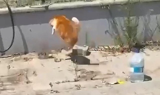 Kedi ile yılanın kavgası kamerada
