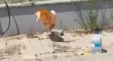 Kedi ile yılanın kavgası kamerada