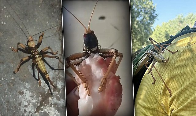 O çekirgelerin türü belli oldu! İstila iddialarına bakanlıktan açıklama: