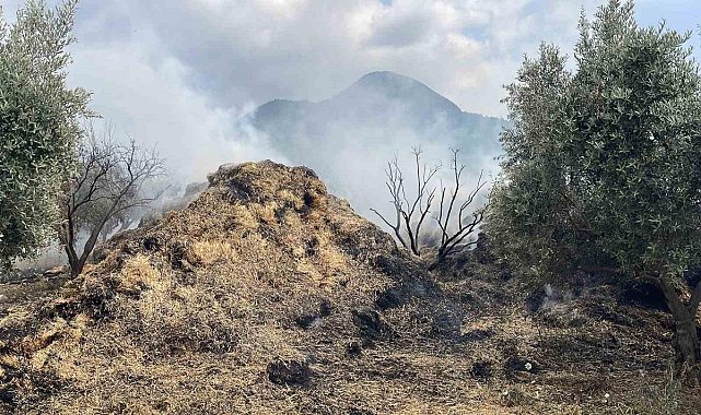 Osmaniye’de bahçedeki saman balyaları yandı, zeytin fidanları zarar gördü